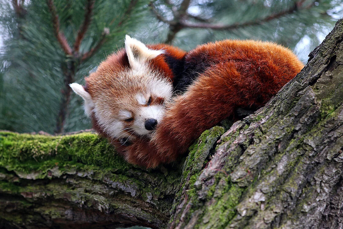 Red Panda